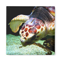 Sea Turtle Magnet