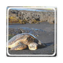 Sea Turtle Magnet