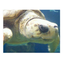 Sea Turtle Post Cards