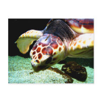 Sea Turtle Postcard