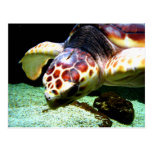 Sea Turtle Postcard