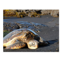 Sea Turtle Postcard