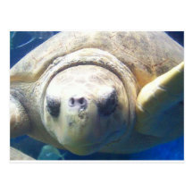 Sea Turtle Postcards
