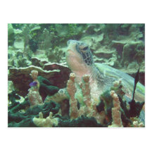Sea Turtle Postcards