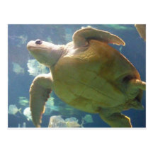 Sea Turtle Postcards