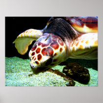 Sea Turtle Poster