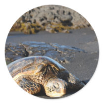 Sea Turtle Stickers