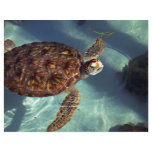 Sea turtle surfaces flyers