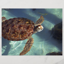 Sea turtle surfaces personalized flyer