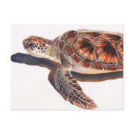 Sea Turtle Wildlife Watercolor Art postcards