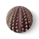 sea urchin buttons
