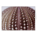 sea urchin cards