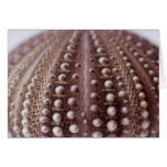 sea urchin cards