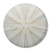 Sea Urchin Fridge Magnet - Round