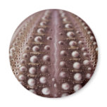 sea urchin magnets