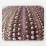 sea urchin mousepads