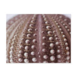 sea urchin postcards