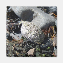 Sea Urchin Shell 1 Magnet