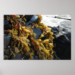 sea weed on a rock posters