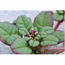 Seabeach Amaranth Photo Cut Outs
