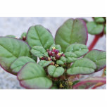 Seabeach Amaranth photo sculptures