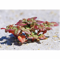 Seabeach Amaranth Acrylic Cut Outs