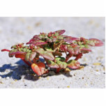 Seabeach Amaranth photo sculptures