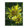 Seabeach Senecio Blossoms Postcards