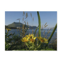 Seabeach Senecio, Unalaska Island