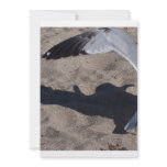 Seagull and shadow. Neat effect on sand! invitations