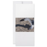 Seagull and shadow. Neat effect on sand! rack cards
