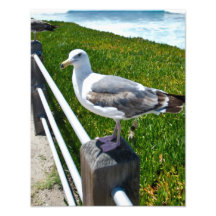 Seagull Art Photo