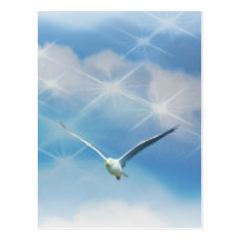 Seagull Bird in Flight Photo Post Card