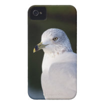Seagull Bird iPhone 4/4S Case-Mate Case Iphone 4 Case