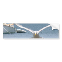 Seagull Bumper Sticker