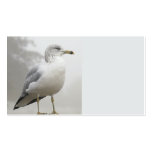 seagull business card template