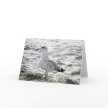 SEAGULL Card