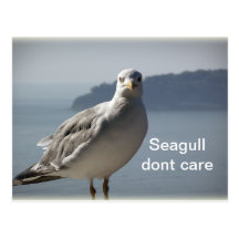 Seagull don`t care postcard