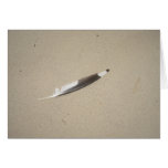 Seagull Feather cards