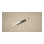 Seagull Feather photo cards