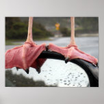 Seagull Feet posters