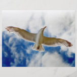 Seagull gliding in flight close up with blue skies flyers