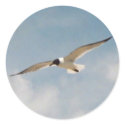 Seagull Gliding Sticker