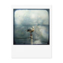 Seagull in Winter postcards