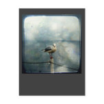 Seagull in Winter postcards