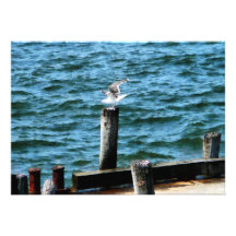 Seagull Landing Announcements