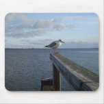 seagull-mpad