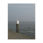Seagull on a Wooden Pole at Sea Photo Postcard