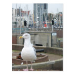 Seagull on brick wall in harbour photo postcard