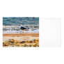 Seagull on Virginia Beach at Dawn